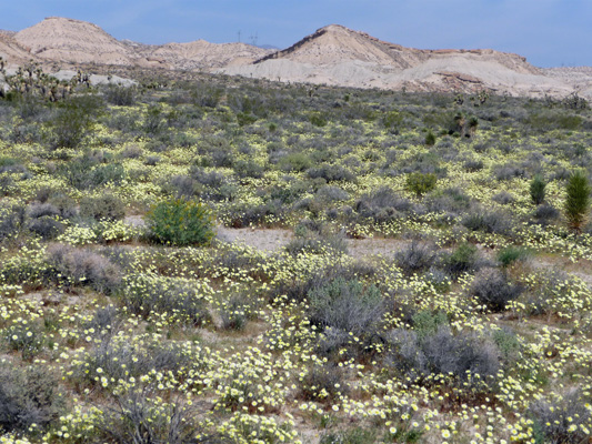 Desert Dandelions at Red Rock SP CA