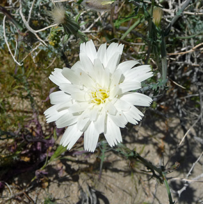 California Chicory (Rafinesquia californica)