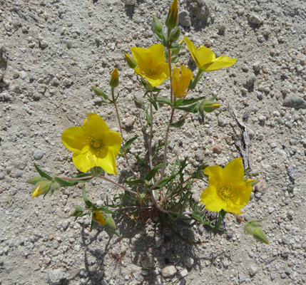 Stout Blazing Star (Mentzelia-eremophila)