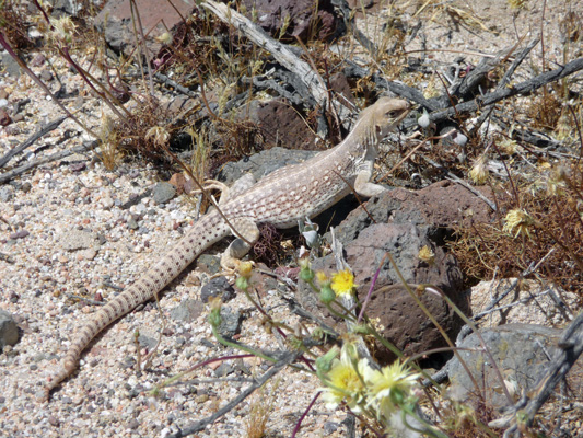 Chuckwalla lizard