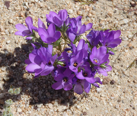 sandblossoms (Linanthus parryae)