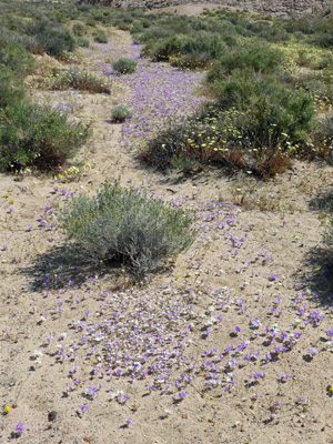 Masses of sandblossoms at Red Rock SP CA