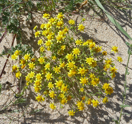 goldfields (Lasthenia californica)