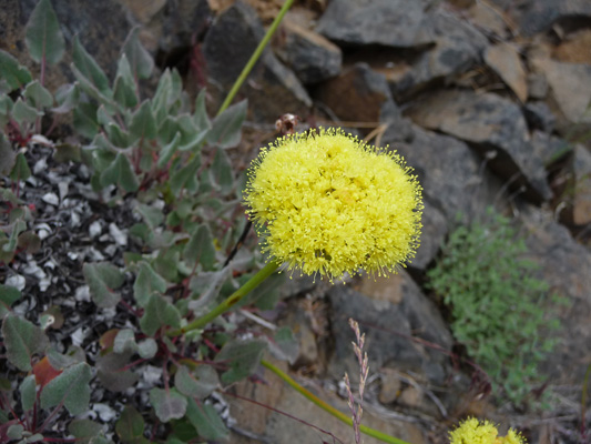 Eriogonum umbellatum var polyanthum