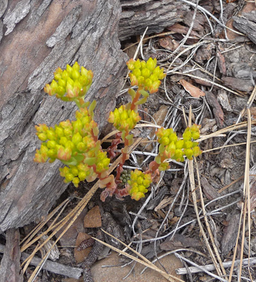 Lanceleaf stonecrop (Sedum lanceolatum)