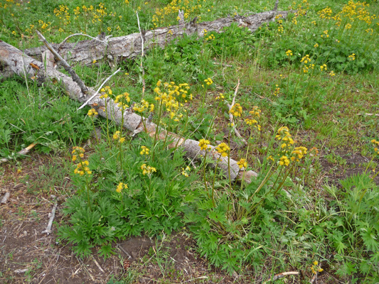 Unknown wildflower