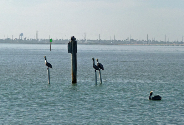 Brown Pelicans South Padre Is