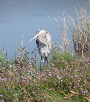 Great Blue Heron