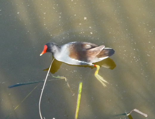 Common Moorhen