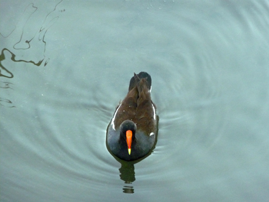 Common moorhen