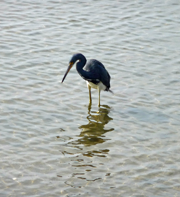 Tri-colored Heron