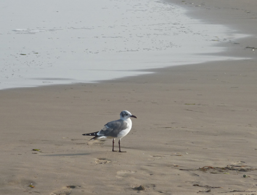 Franklin's Gull