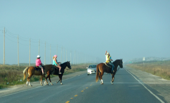 Horses and riders on road S Padre Island