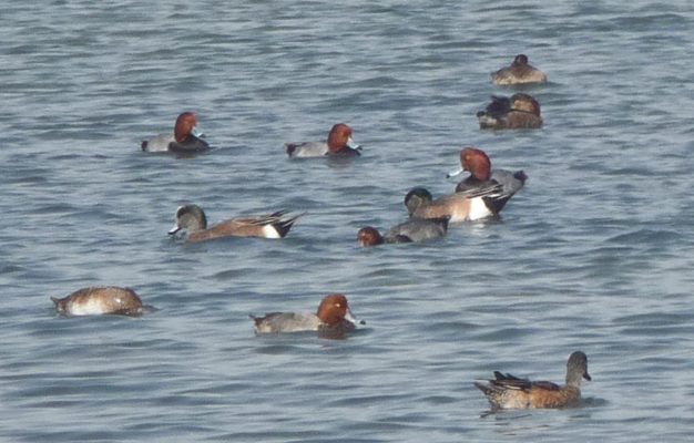 Redhead Ducks