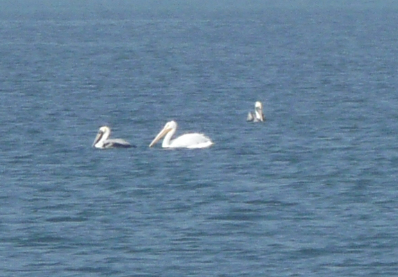 White pelicans