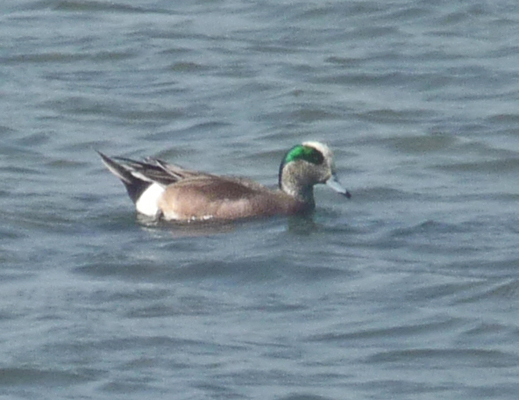 American Widgeon