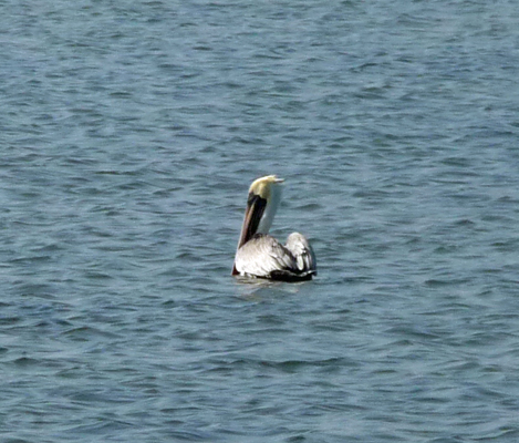 Brown pelican