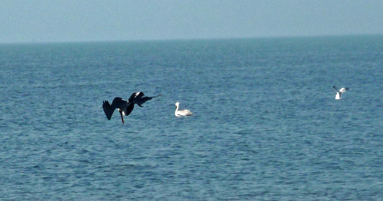 Pelicans diving