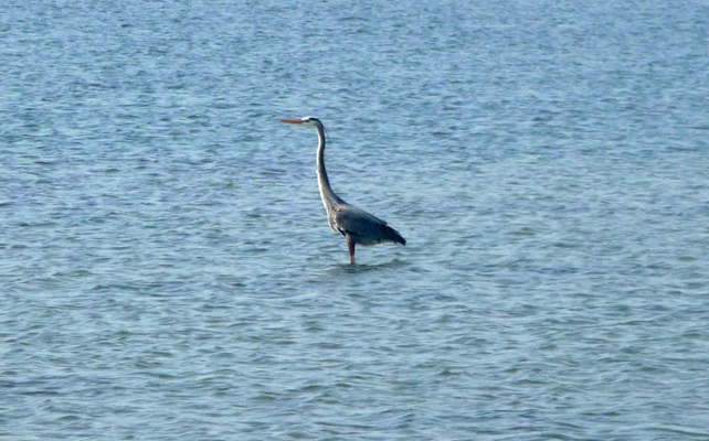 Great Blue Heron