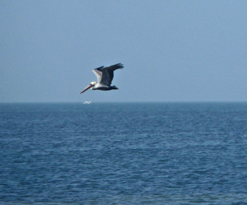 Brown pelican