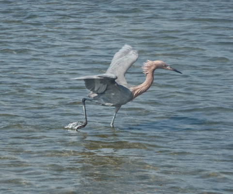 Reddish Egret