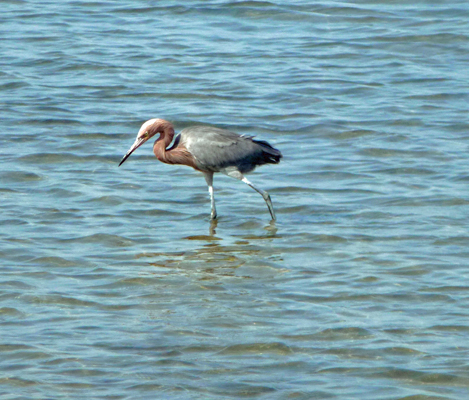 Reddish Egret