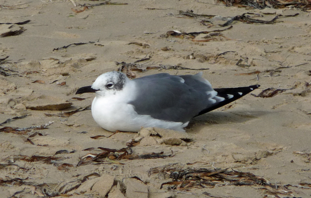 Franklin's gull