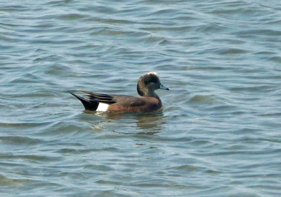 American Widgeon