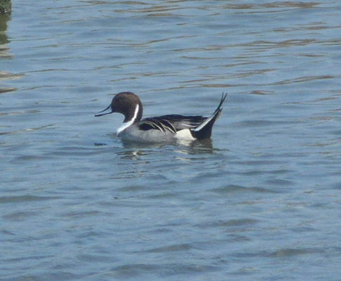 Northern Pintail