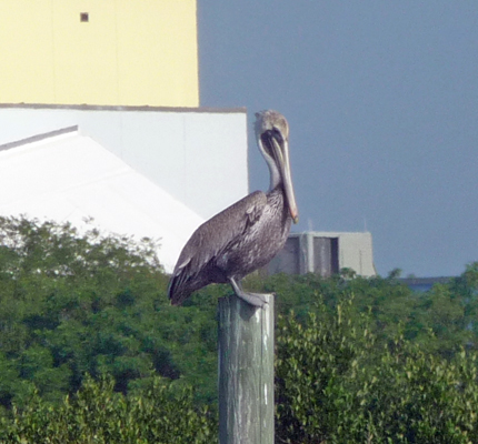 Pelican on a pole