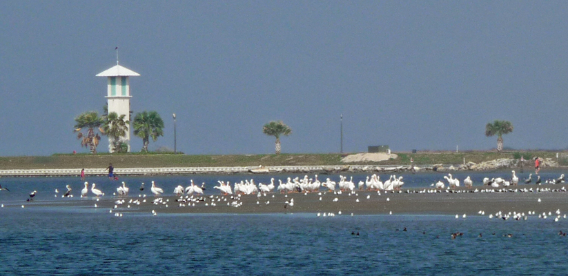 White pelicans