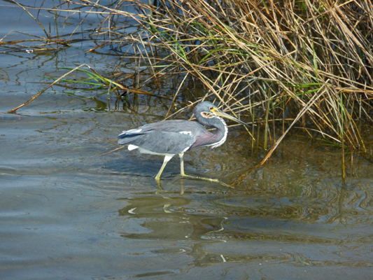 tri-colored heron