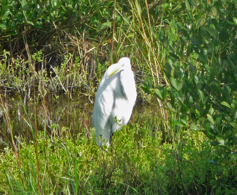 Egret