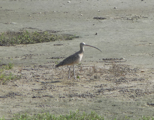 Long-billed Curlew