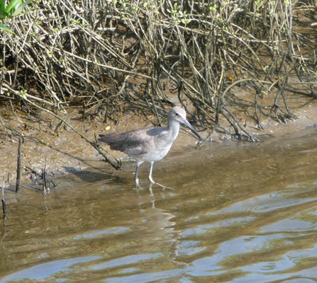 Sandpiper