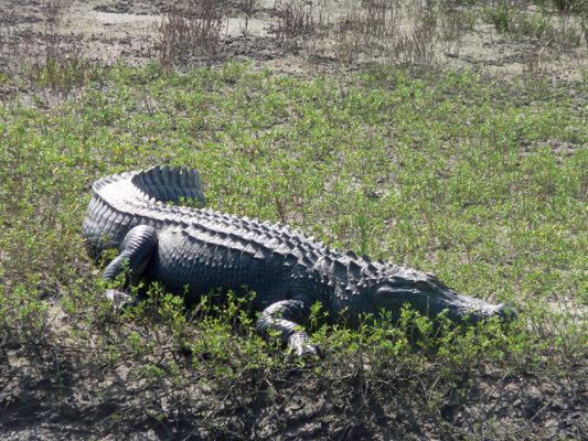 Alligator S Padre Bird Center