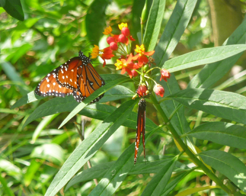 Butterflies