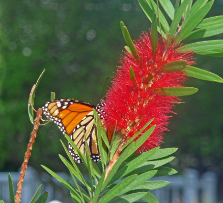 Butterfly on bottlebrush