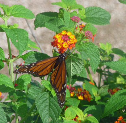 Butterfly on verbena