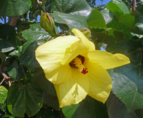 Yellow hibiscus flower