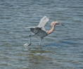 Reddish Egret