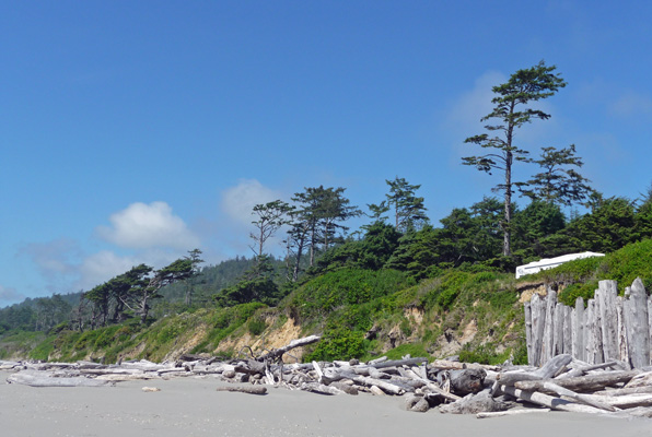 Driftwood Kalaloch beach