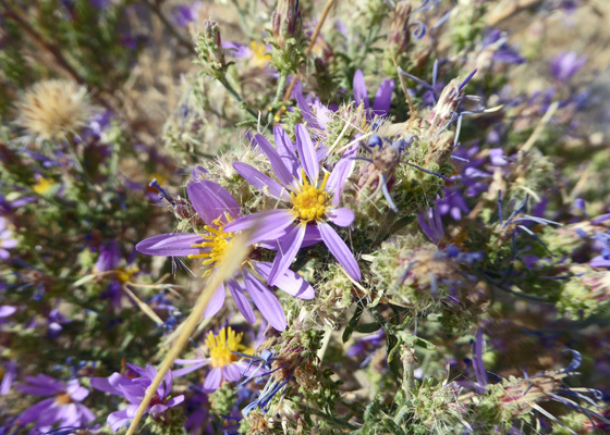 Tundra Aster (Oreostemma alpigenum)