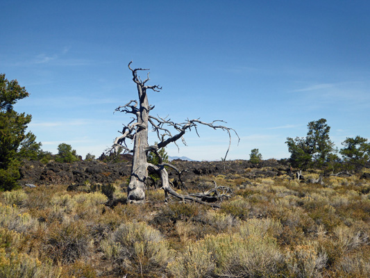 Liimber Pine snag