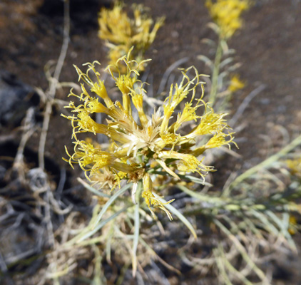 Rubber Rabbitbush (Ericameria nauseosa)