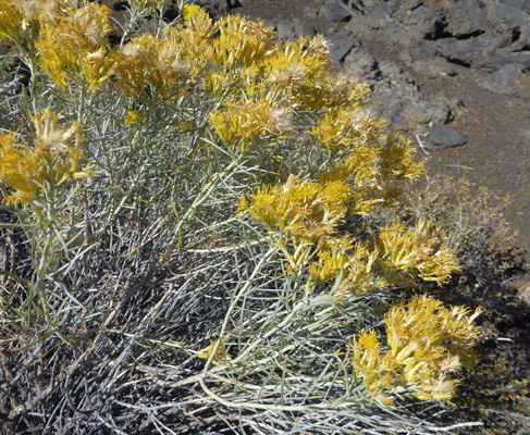 Rubber Rabbitbush (Ericameria nauseosa)