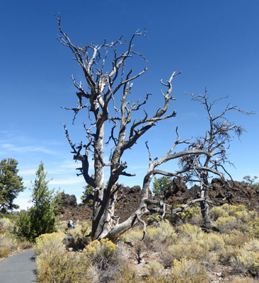 Limber Pine snags