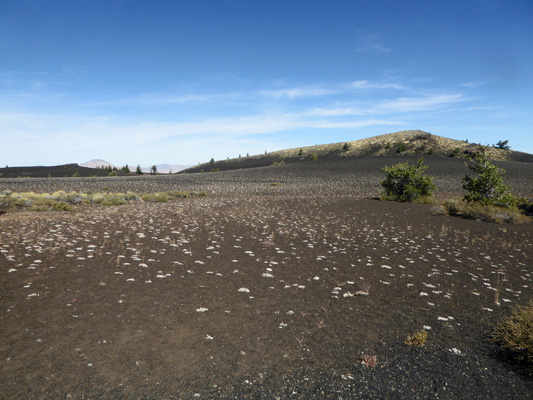 Ddwarf buckwheat on cinder field