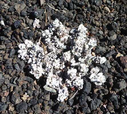 Dwarf Buckwheat (Eriogonum ovalifolium)