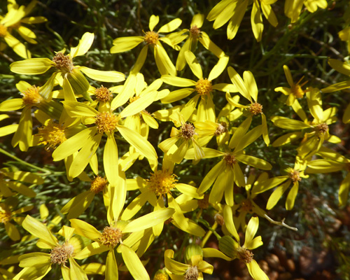 Broom-like Ragwort (Senecio spartioides)